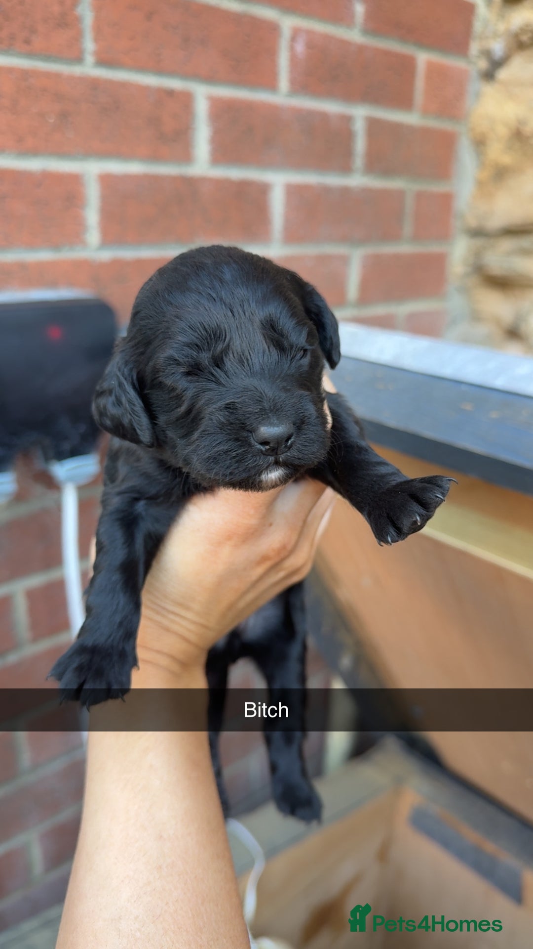 Cockapoo dogs for sale: Beautiful litter of cockapoos  - Image 3