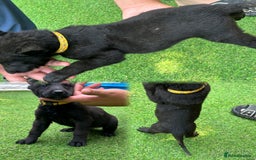 Belgian Shepherd Dog dogs for sale: Belgian malinois puppies from working dog lines  - Image 10