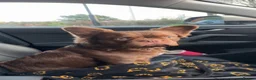 French Bulldog dogs for stud: FLUFFY FRENCHIE NEW SHADE ROJO in Dundee - Advert 2