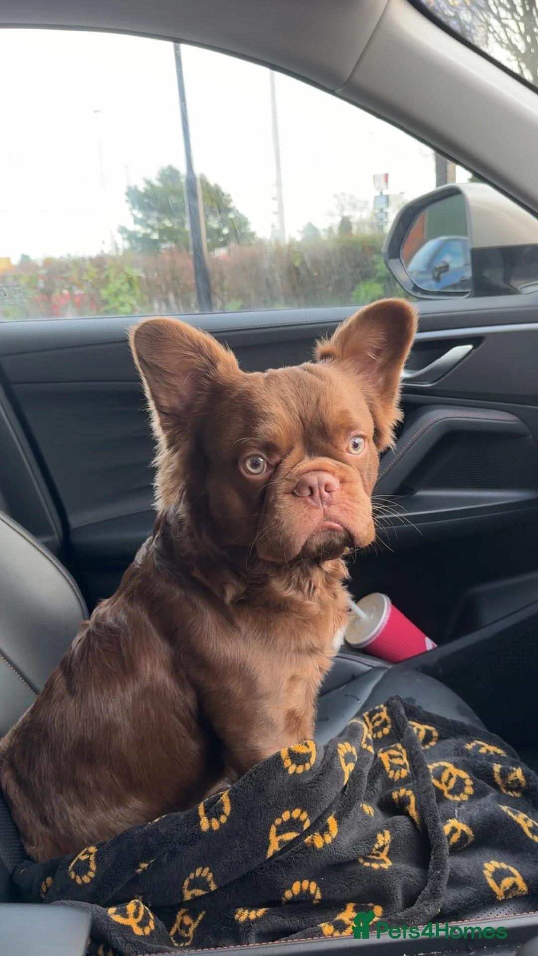 French Bulldog dogs for stud: FLUFFY FRENCHIE NEW SHADE ROJO in Dundee - Advert 2