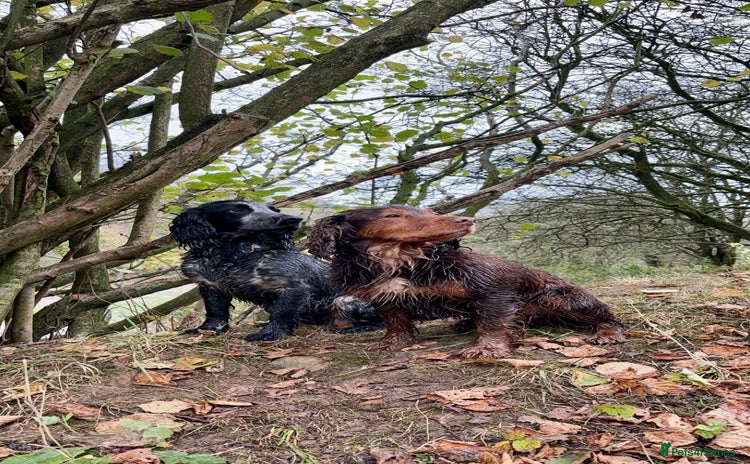 Cocker Spaniel dogs - Advert 17