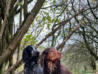 Cocker Spaniel dogs - Advert 5