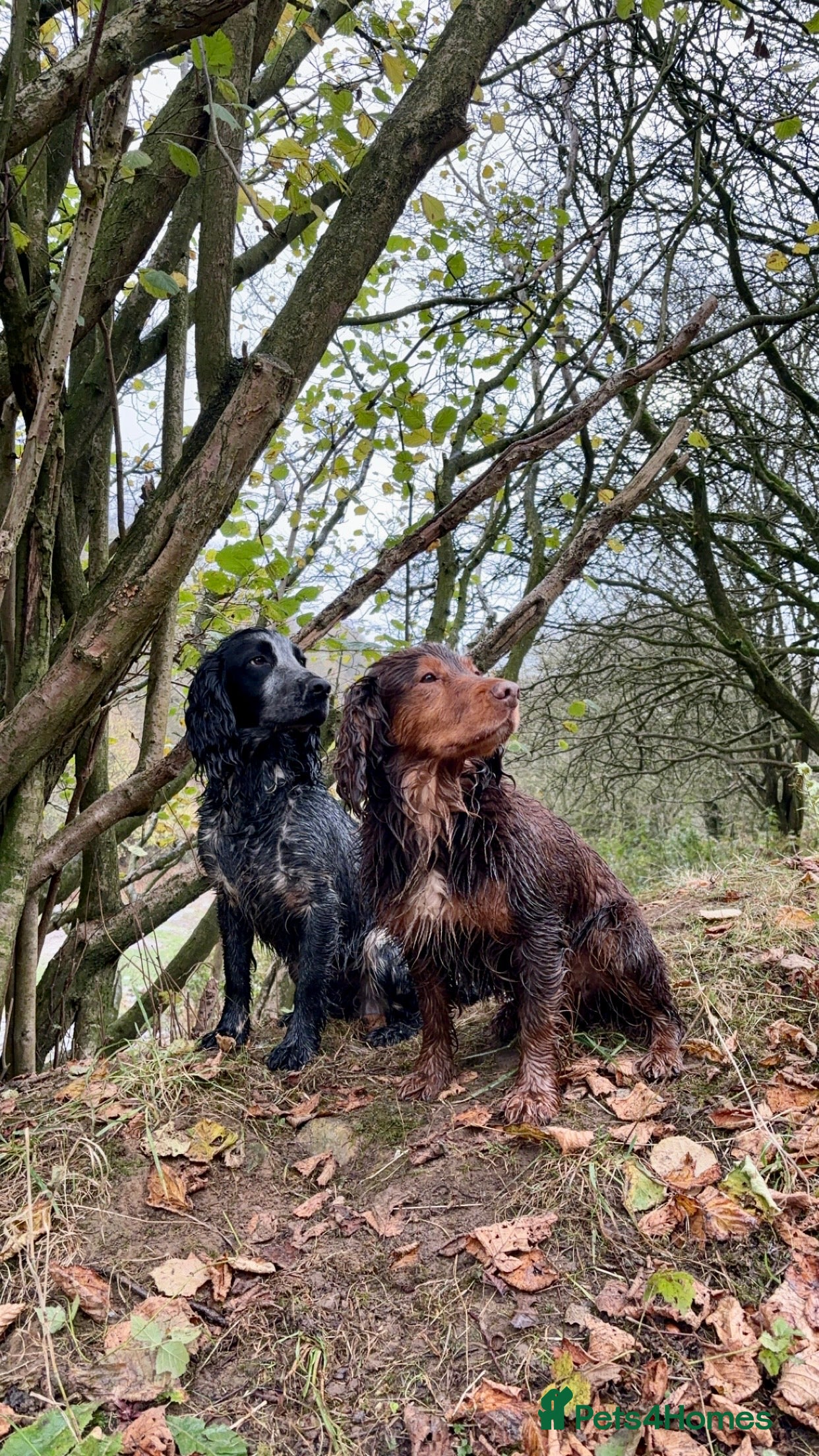 Cocker Spaniel dogs for stud: Cocker Spaniel stud  - Advert 1