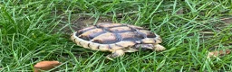 Tortoise reptiles for sale: Marginated Mediterranean tortoises  - Advert 3