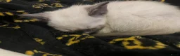 Mixed Breed cats for sale: Ragdoll x siamese in Melksham - Advert 6