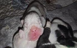 English Bulldog dogs for sale: 🌟 health tested parents 🌟 - Image 33