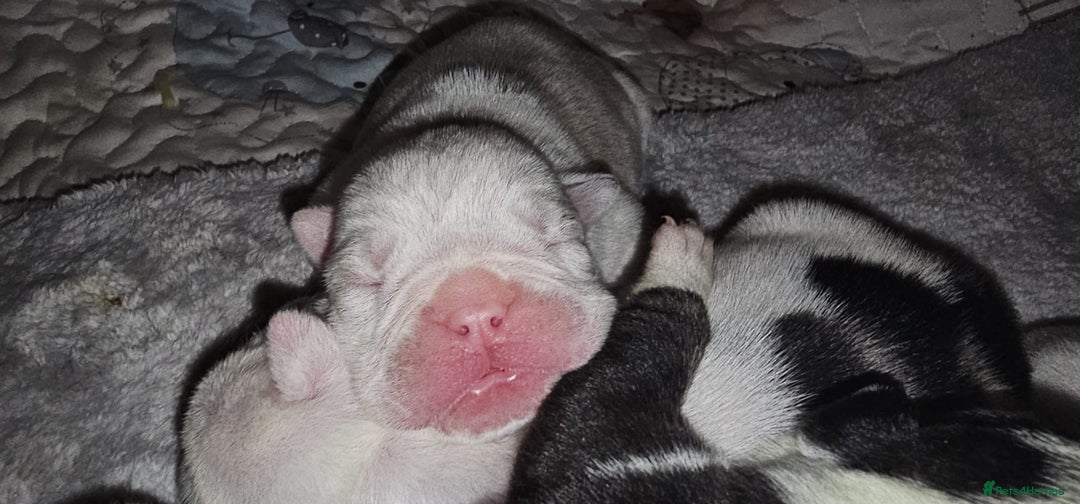 English Bulldog dogs for sale: 🌟 health tested parents 🌟 - Image 33