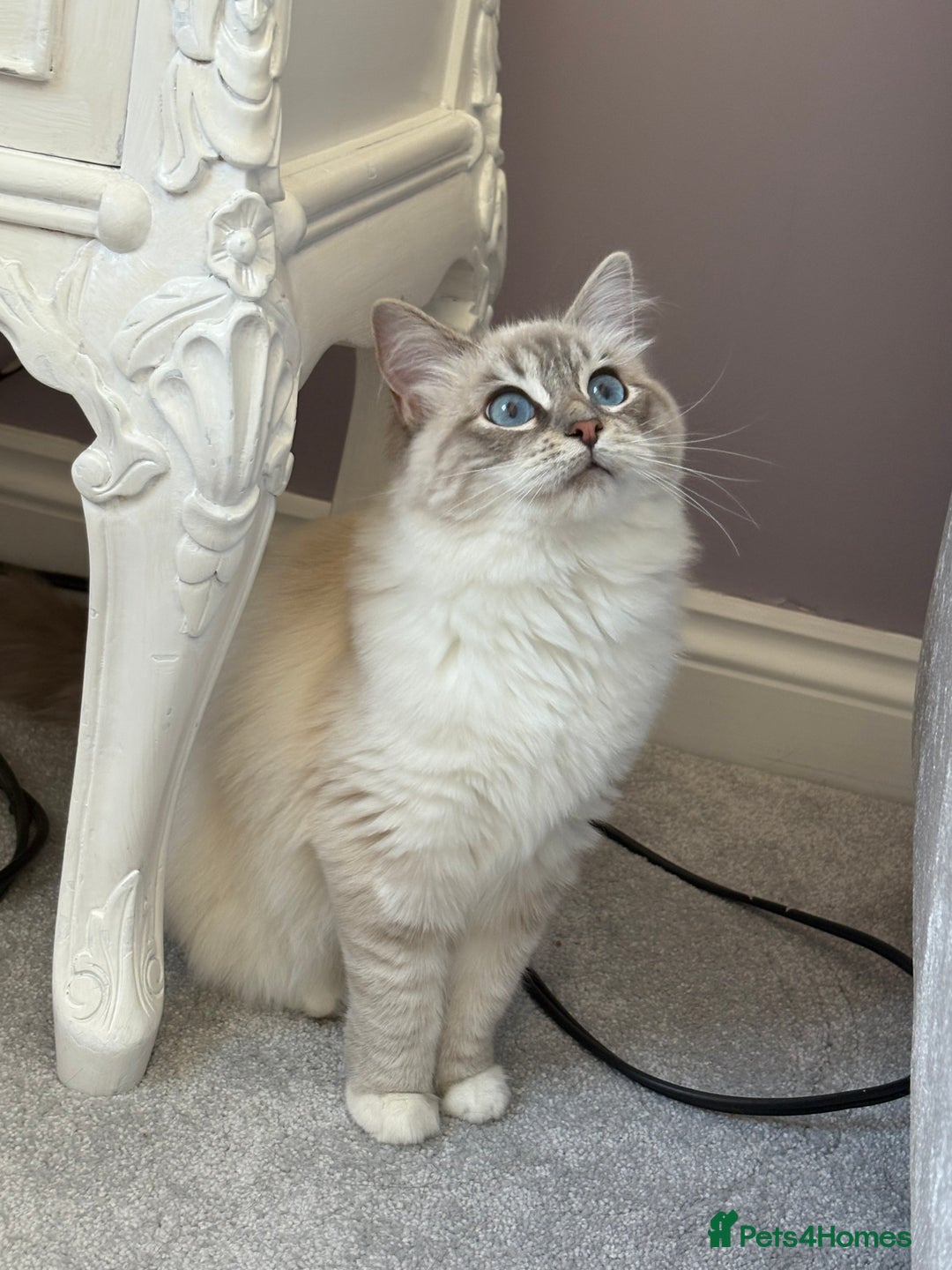 Ragdoll cats for sale: Princess ragdoll kitten - Image 4
