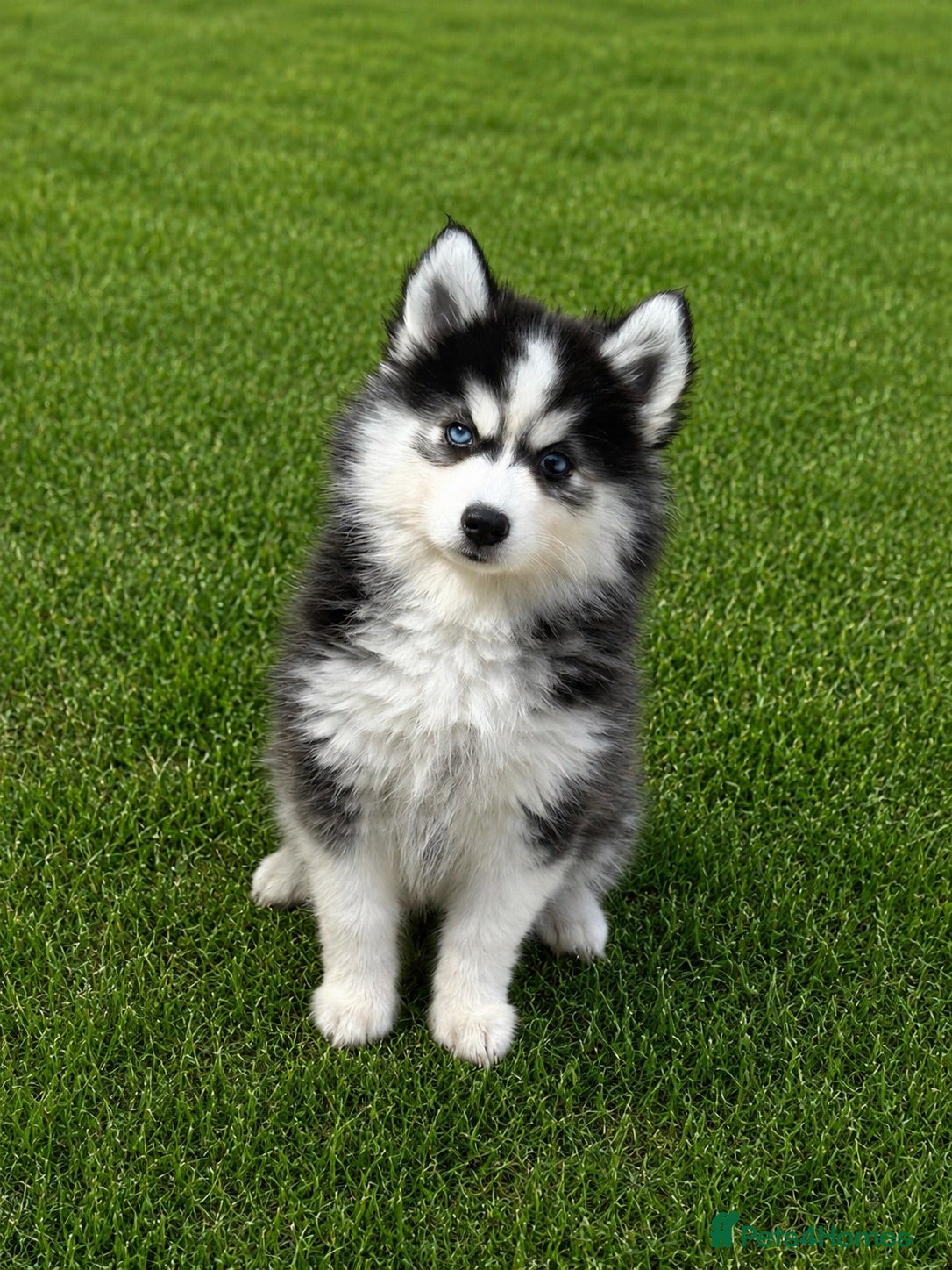 Pomsky dogs F3 Pomsky Puppies - all blue eyed  - Advert 1