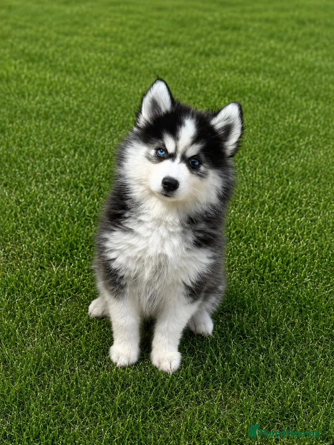 Pomsky dogs for sale: F3 Pomsky Puppies - all blue eyed  - Advert 1
