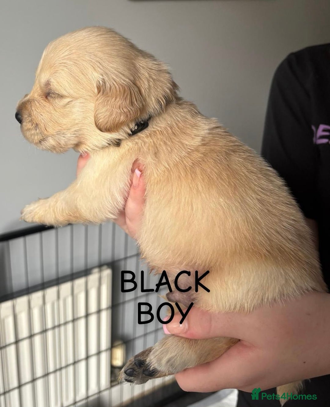 Golden Retriever dogs for sale: Quality KC golden retriever puppies  - Image 16