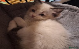Ragdoll cats for sale: Beautiful female kitten of Ragdoll  - Image 1