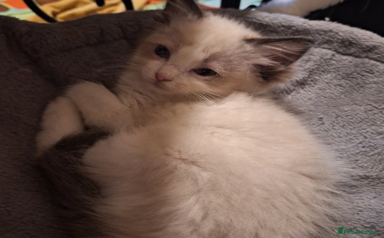 Ragdoll cats - Advert 1