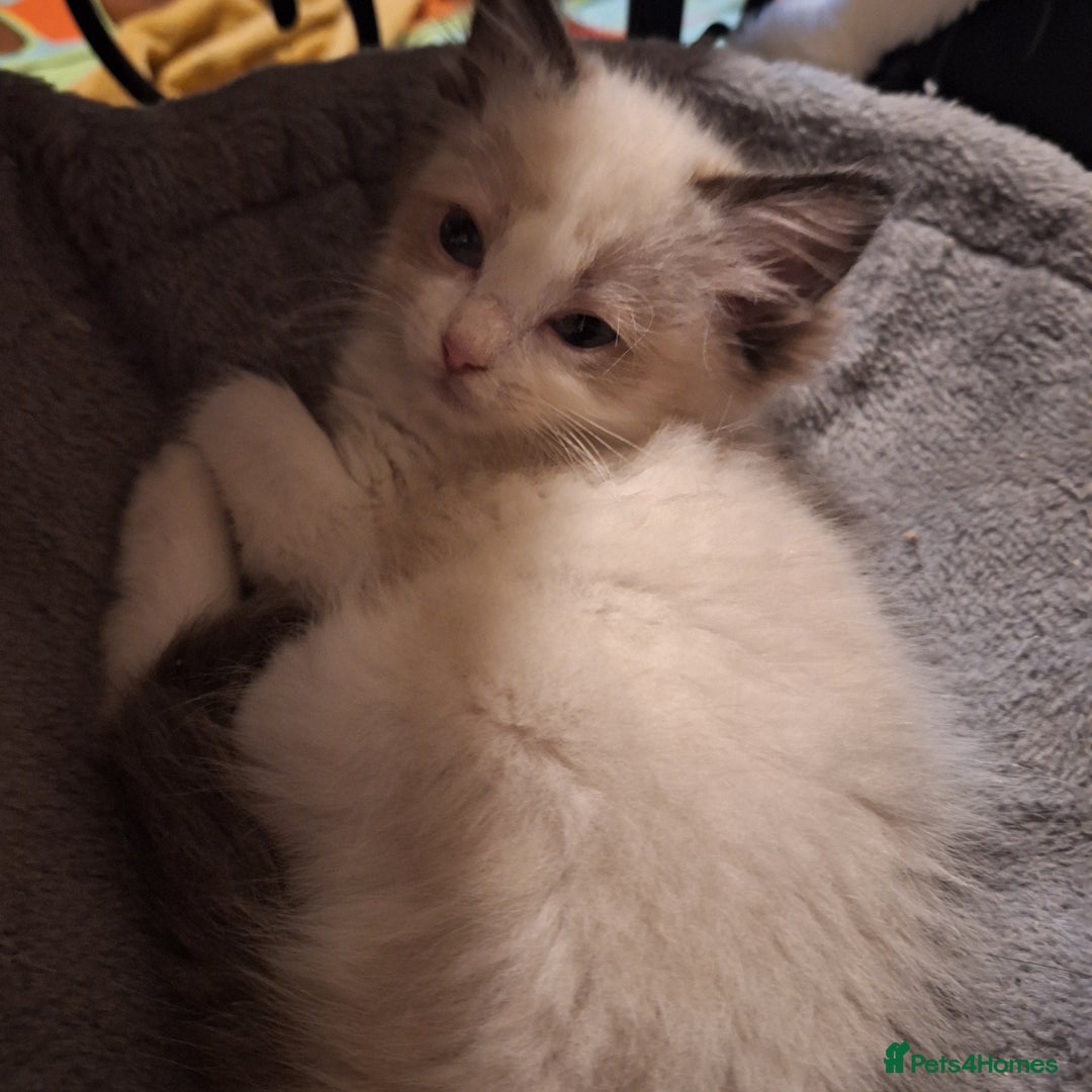 Ragdoll cats for sale: Beautiful female kitten of Ragdoll  - Image 1