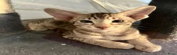 Oriental cats for sale: Exceptional show quality Orientals and Siamese  - Advert 8
