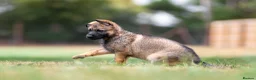 German Shepherd dogs for sale: Working line KC GSD pups  - Advert 12