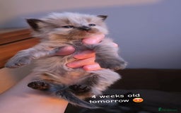 Ragdoll cats for sale: Two beautiful ragdolls left - Image 2