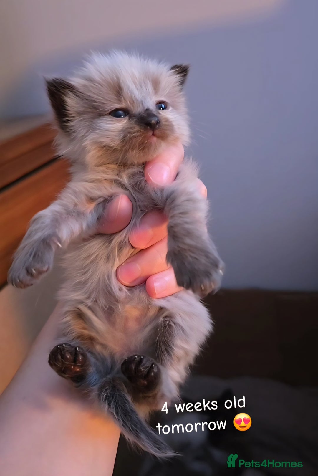 Ragdoll cats for sale: Two beautiful ragdolls left - Image 2