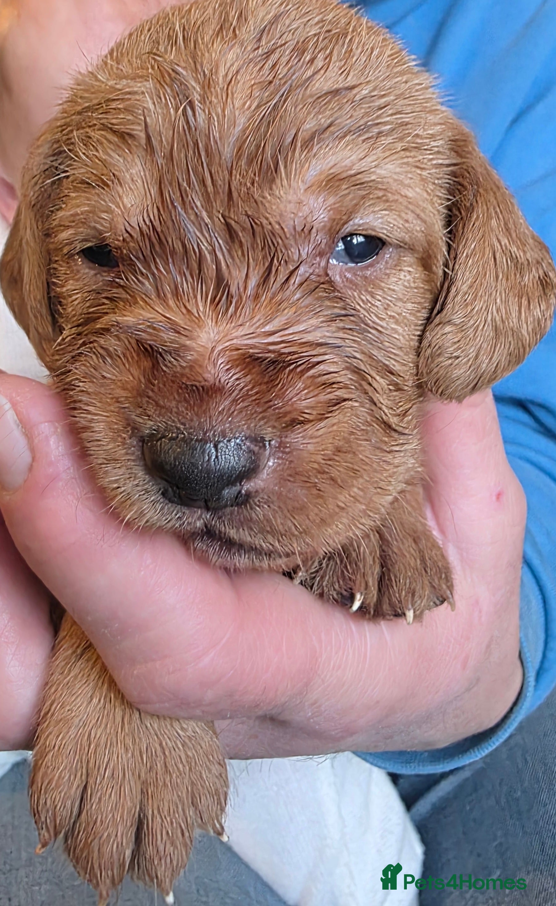 Mixed Breed dogs Hungarian vizsla cross cocker spaniel puppies - Advert 2