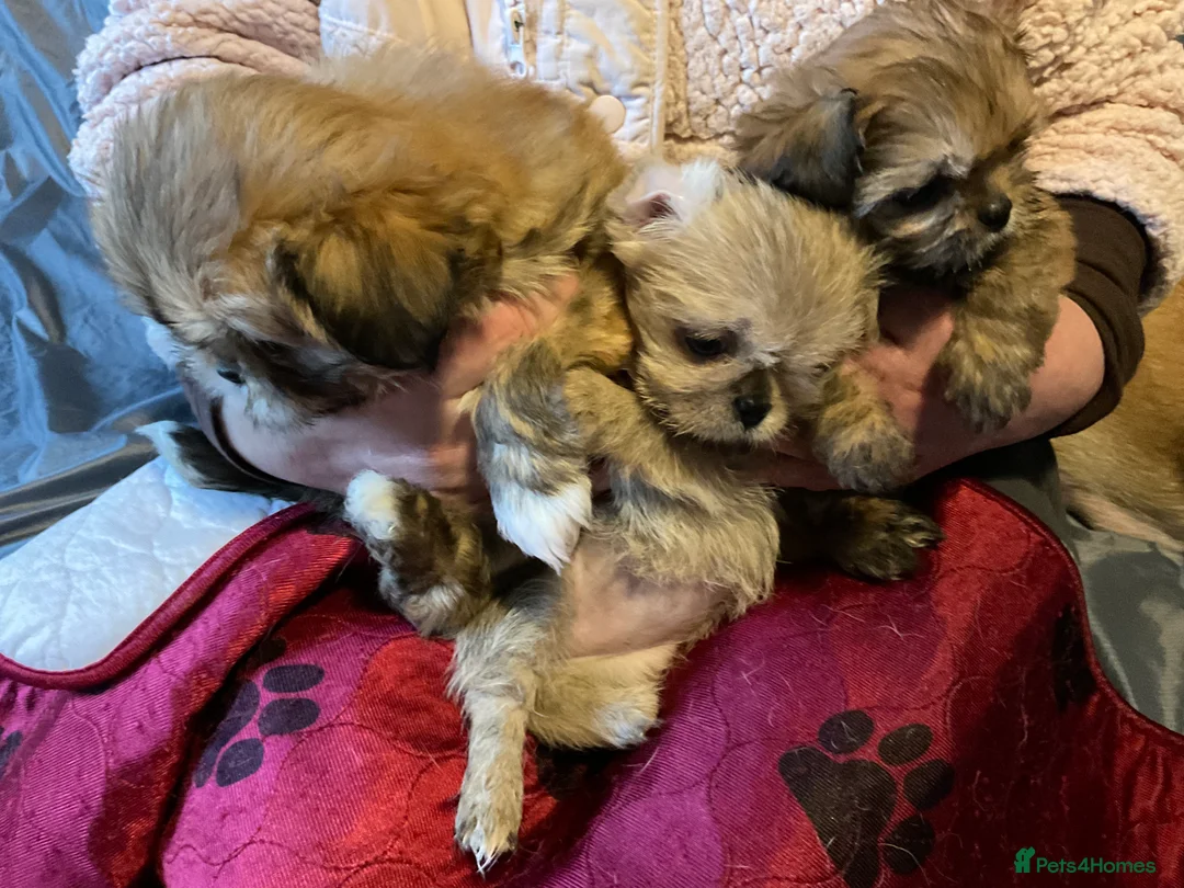 Mixed Breed dogs for sale: SHIH TZU/ CHIHUAHUAS  - Advert 6