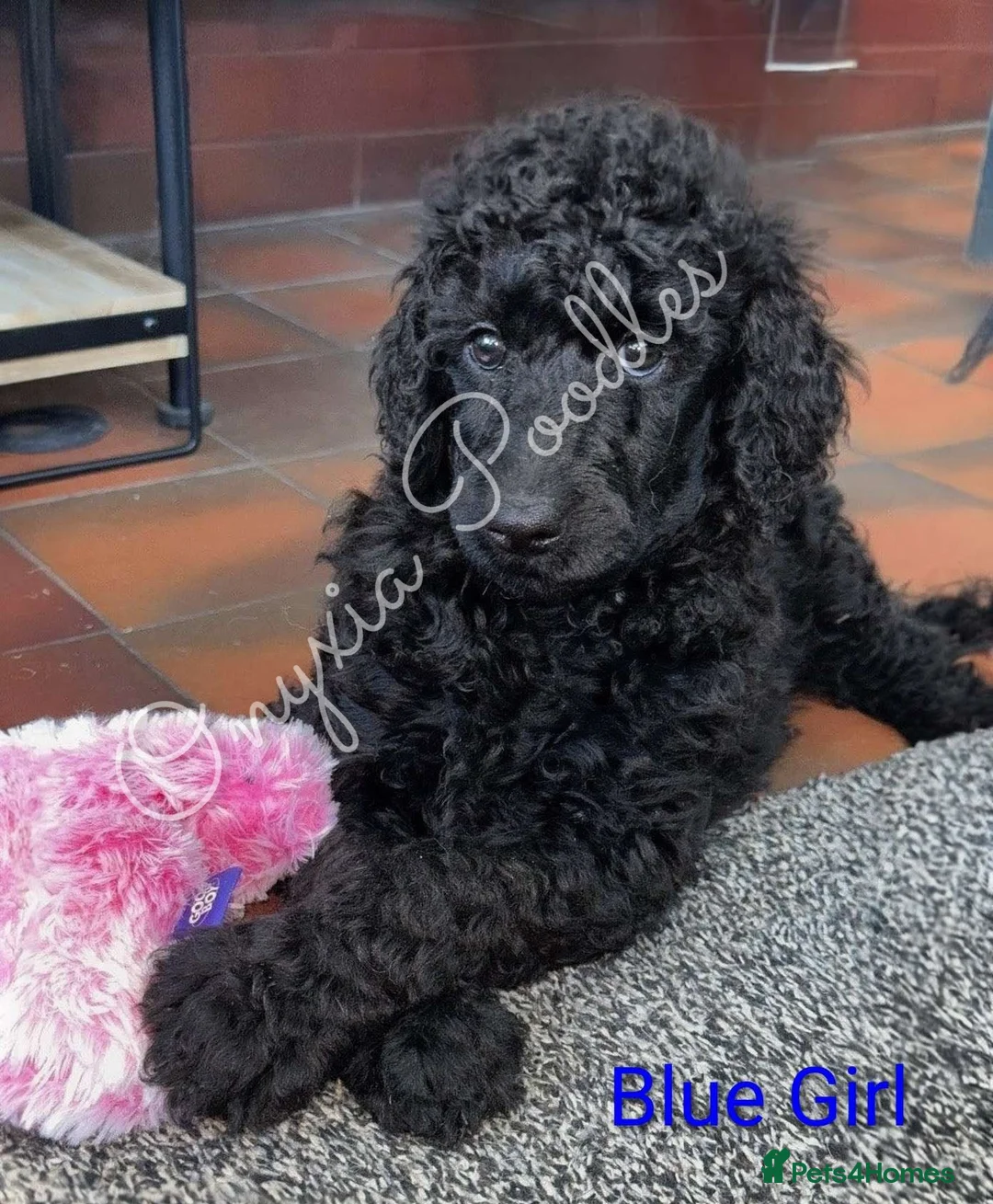 Standard Poodle dogs for sale: Stunning Litter of Standard Poodle Puppies! - Advert 11