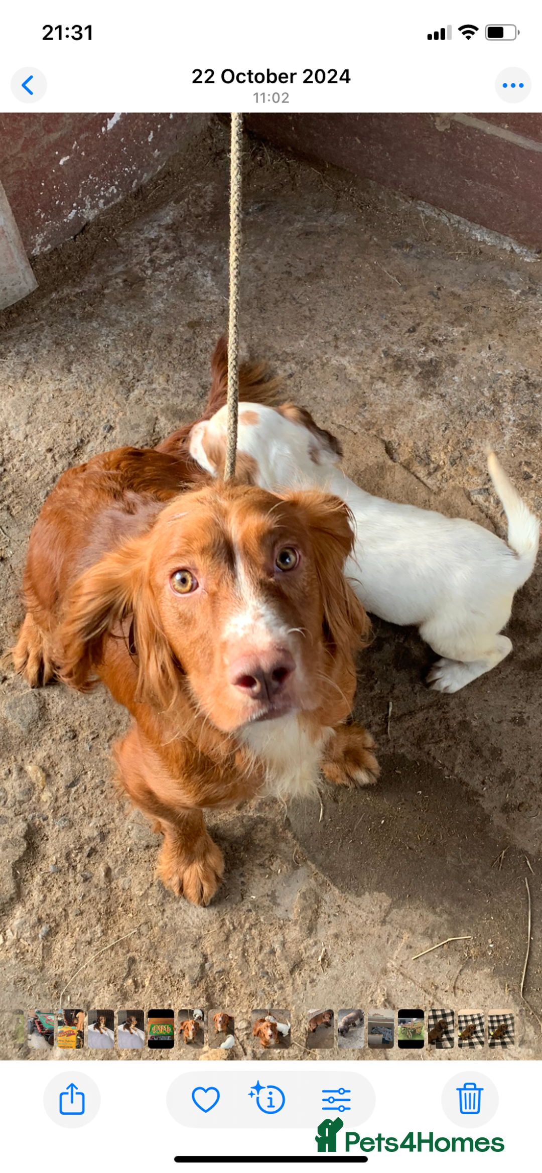 Cocker Spaniel dogs for sale: Cocker spaniel pups - Image 5