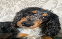 Sprocker dogs for stud: Milo  - Image 5