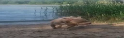 Bull Terrier dogs for sale: AMERICAN POCKET BULLY - Advert 4