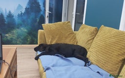 Flat coated Retriever dogs for sale: Beautiful flat coated retriever  - Image 3
