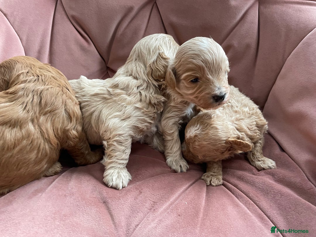 Maltipoo dogs for sale: Beautiful Maltipoo’s - Advert 1