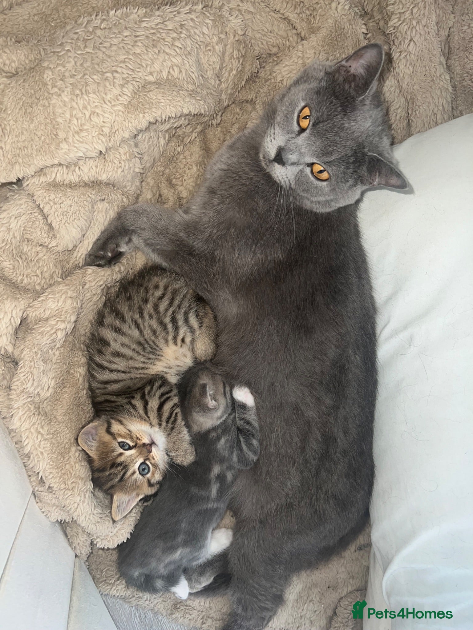 Mixed Breed cats British short hair/ tabby mixed kittens  - Advert 1