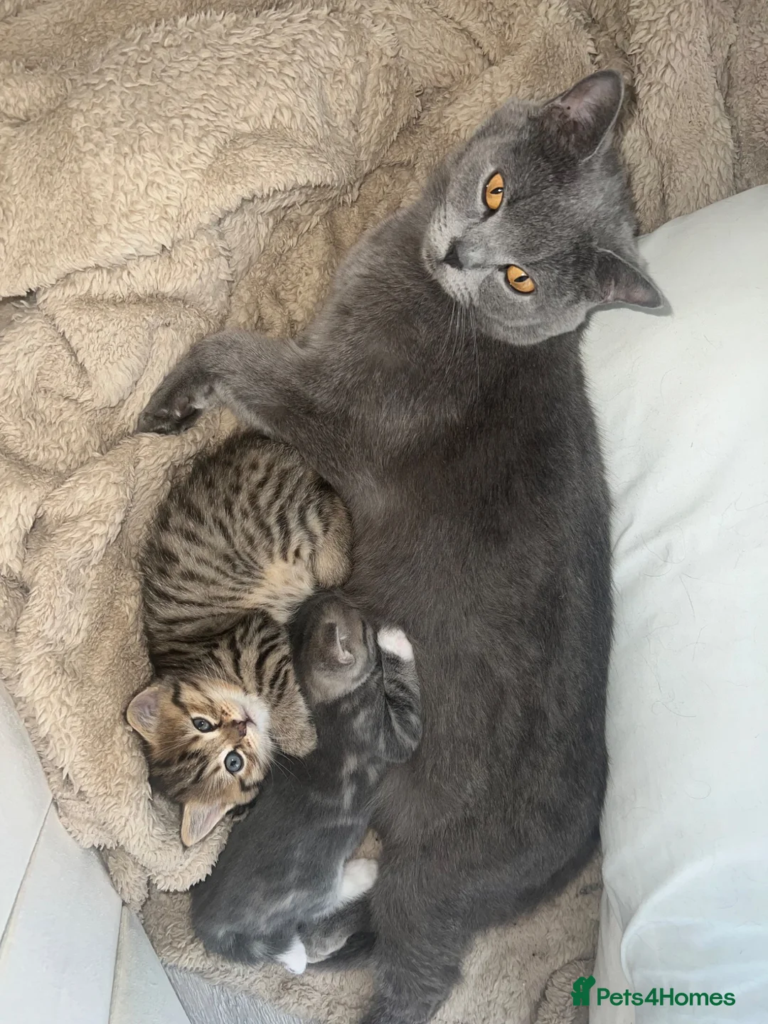 Mixed Breed cats for sale: British short hair/ bengal tabby kittens  - Advert 2