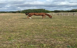 Irish Thoroughbred horses for sale: Tb gelding for sale - Advert 3