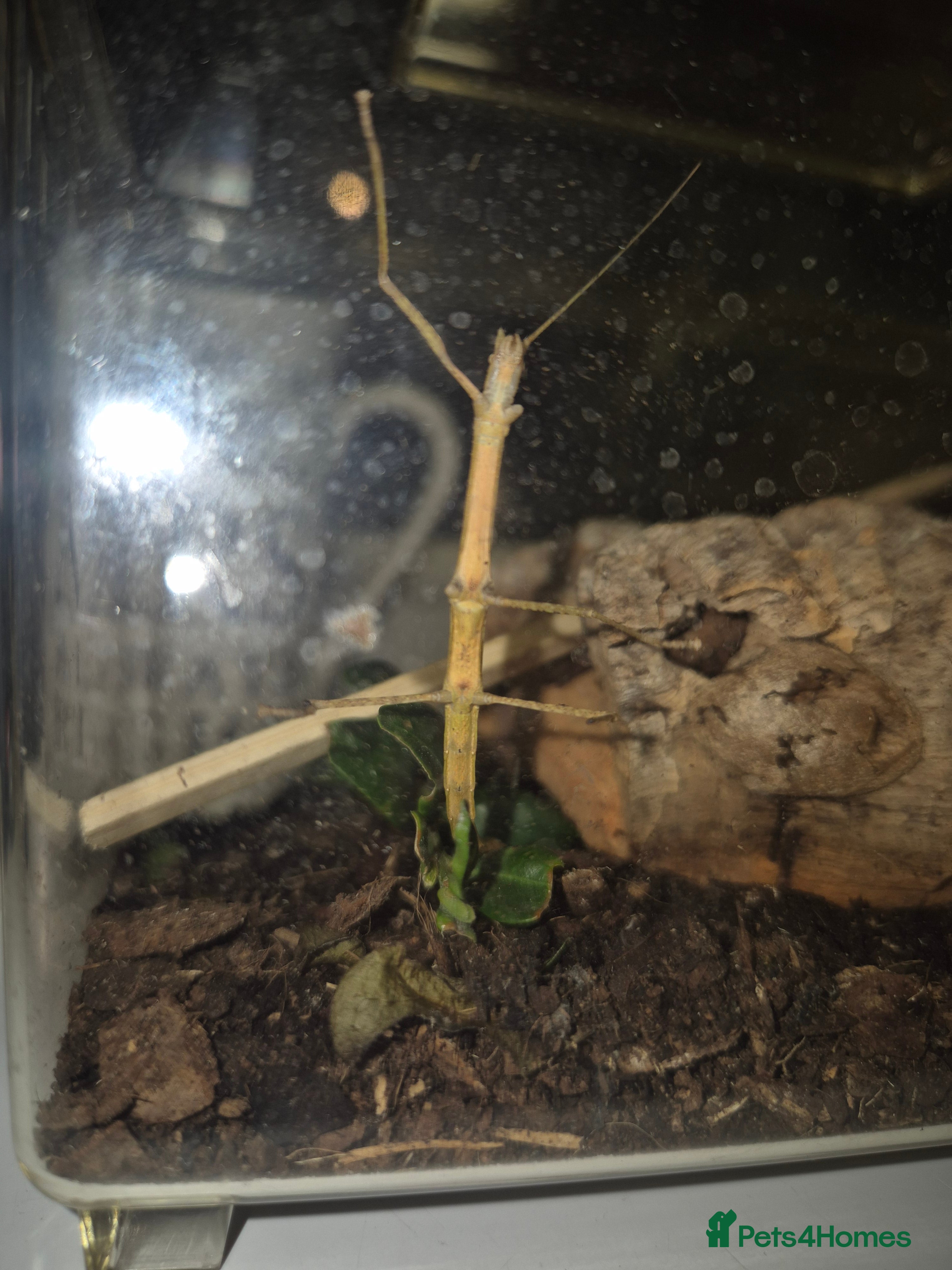 Stick Insects invertebrates Baby Stick Insects FOR SALE - Advert 2