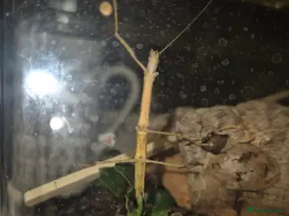 Stick Insects invertebrates Baby Stick Insects FOR SALE - Advert 2
