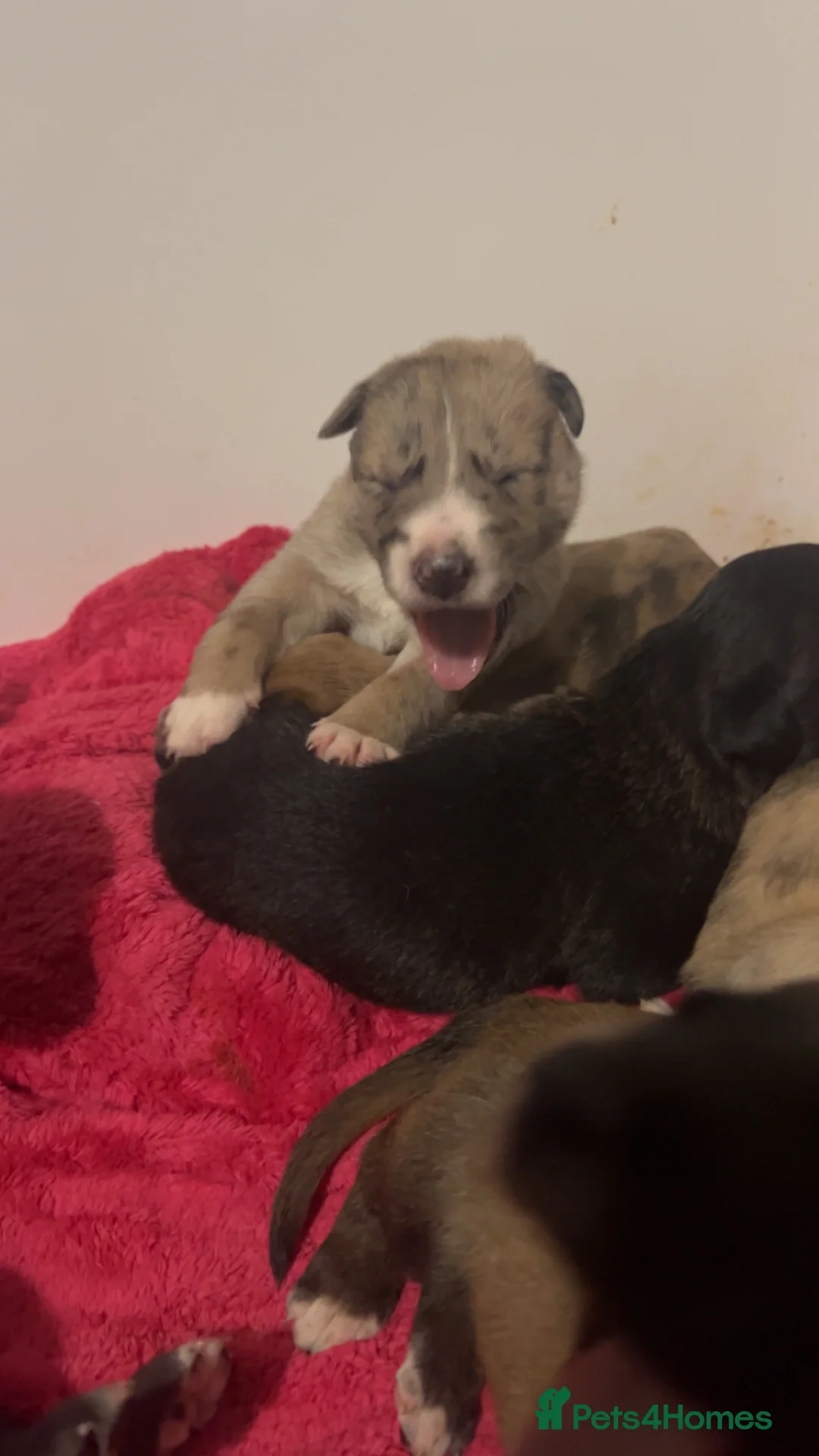 Mixed Breed dogs for sale: Catahoula leopard dog cross with Belgium Malinois  - Advert 12