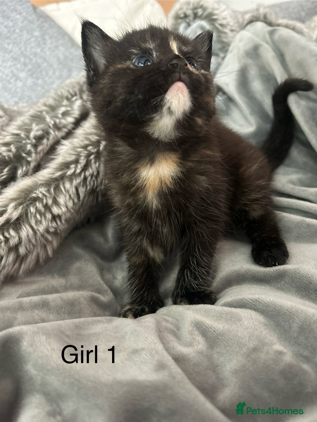Domestic Shorthair cats for sale: Girl 1 left ❤️😻❤️ 7wks and ready to leave  - Image 9