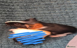 Guinea Pig rodents for sale: 2 male piggys for sale  - Image 1