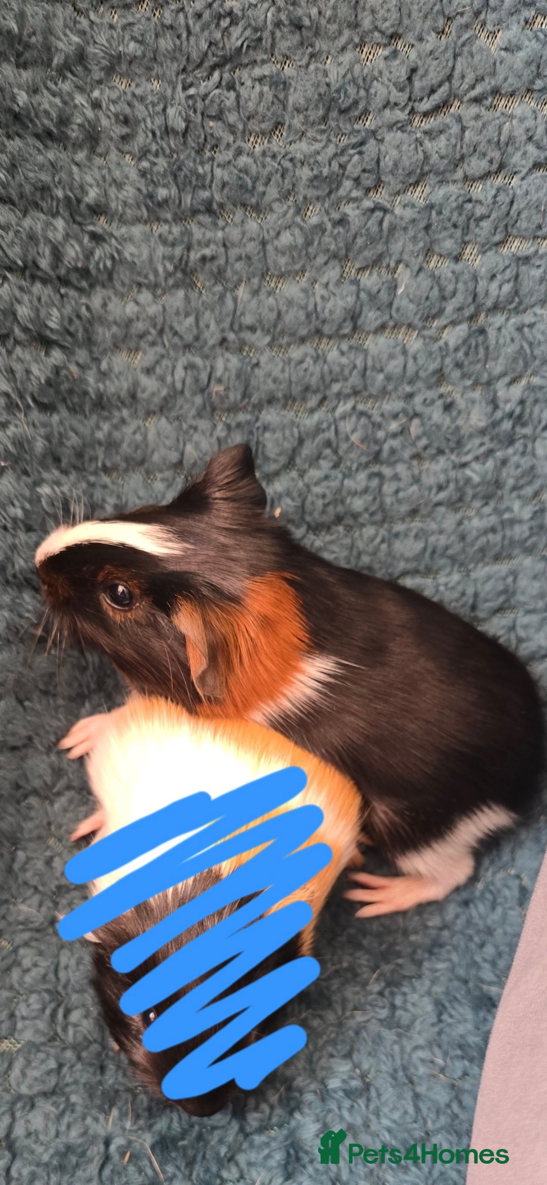 Guinea Pig rodents for sale: 2 male piggys for sale  - Image 1