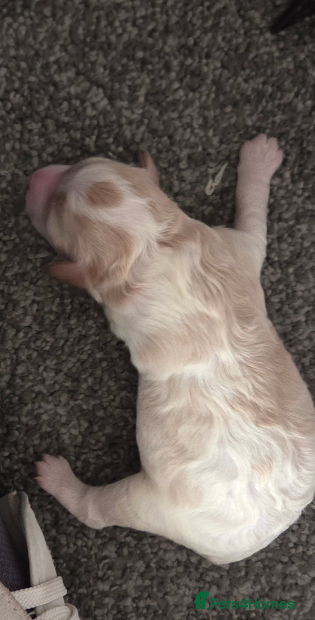 Mixed Breed dogs for sale: Maltons  - Advert 14