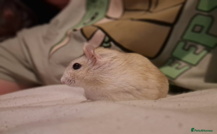 Hamster rodents in Rochford - Advert 1