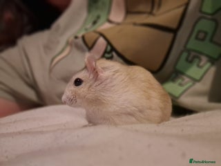 Hamster rodents in Rochford - Advert 26