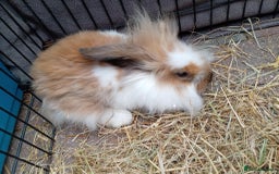 Mini Lion Lop rabbits for sale: 3 boys 1 girl mini lion lop - Image 12