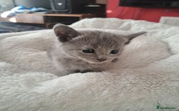 Russian Blue cats for sale: TICA Russian Blue Kittens Pedigree in Derby - Image 8