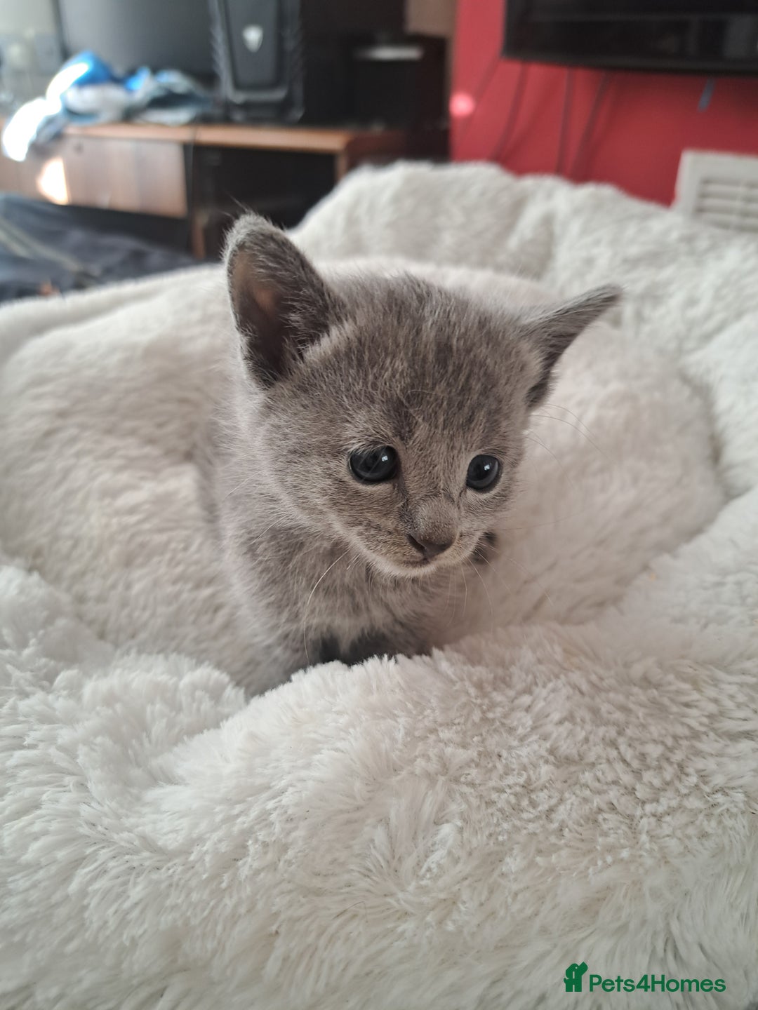 Russian Blue cats for sale: TICA Russian Blue Kittens Pedigree in Derby - Image 8