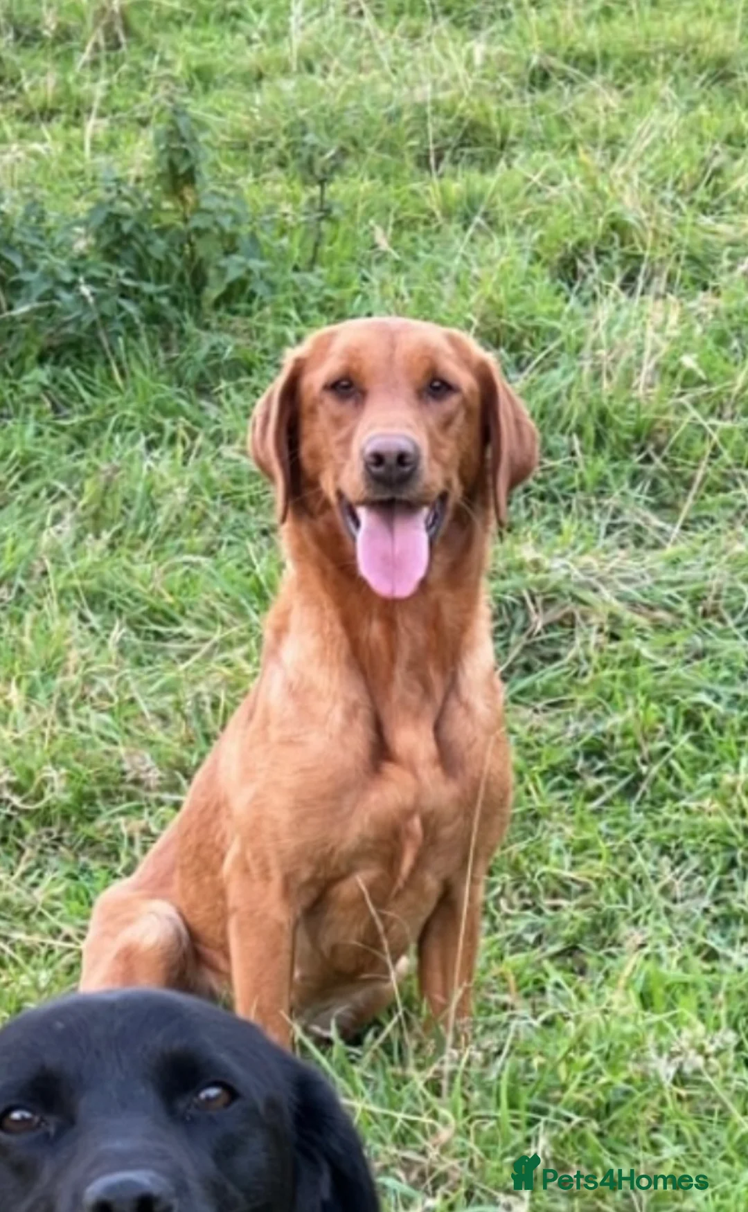 Labrador Retriever dogs for sale: Labrador Puppies (last boy available) - Advert 23