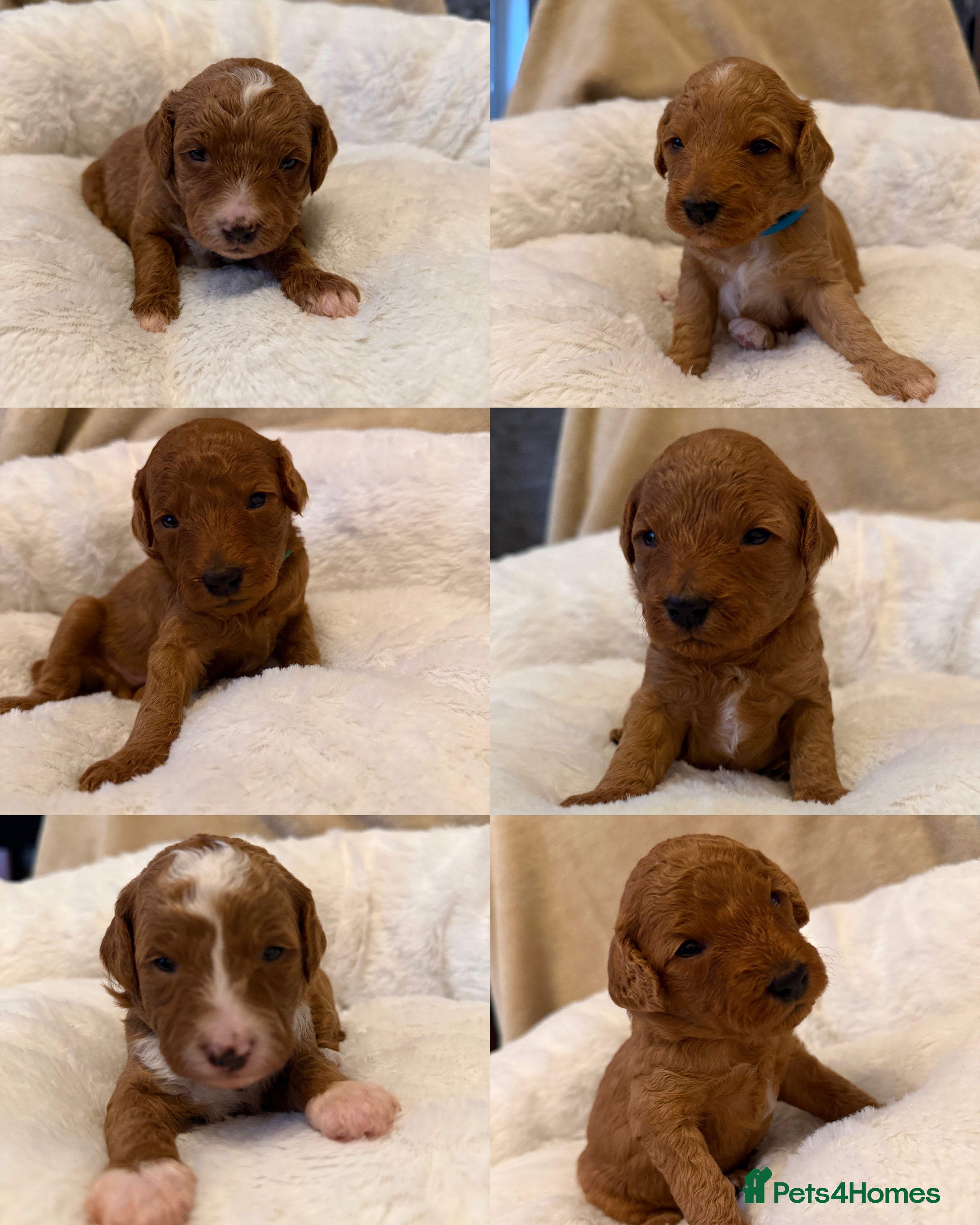 Australian Labradoodle dogs Australian Labradoodle puppies  - Advert 6