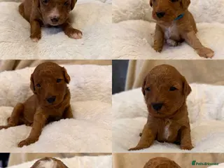 Australian Labradoodle dogs Australian Labradoodle puppies - Advert 6