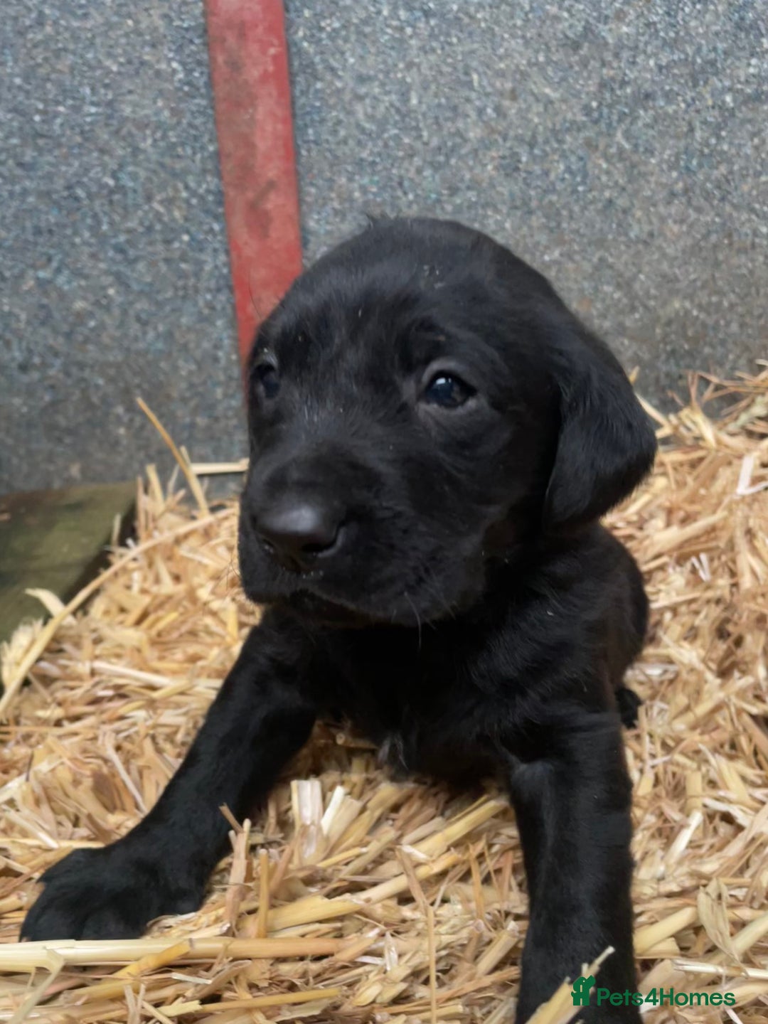 Labrador Retriever dogs for sale: Black Labrador pups for sale - Advert 3