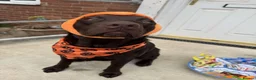 Labrador Retriever dogs for stud: Buddy - Advert 5